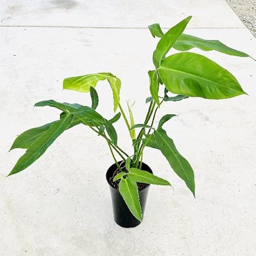 フィロデンドロン 種類や品種一覧 希少種やレア品種を含む400種以上の